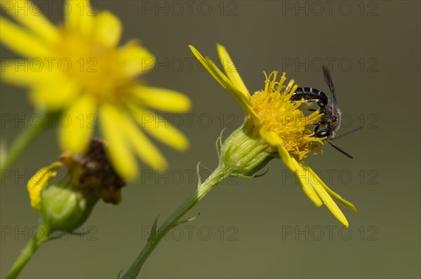 Sweat bee