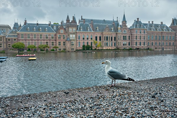 Seagull and the Binnenhof House of Parliament and the Hofvijver lake. The Hague
