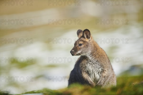 Red-necked wallaby