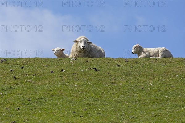 Ewe and lambs on dyke