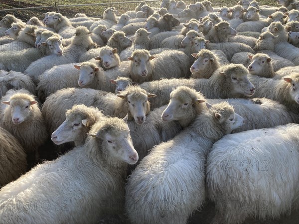 Hornless moorland sheep in a ferch