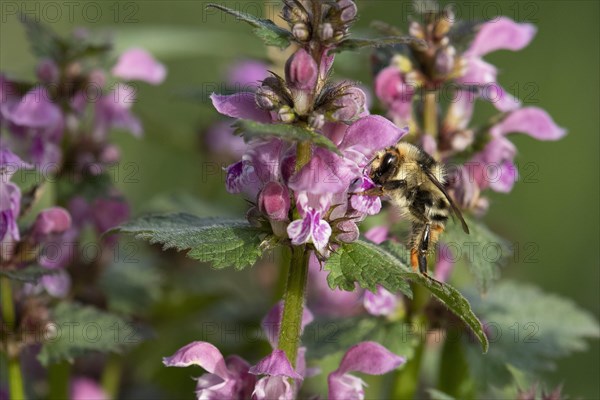 Shrill carder bee