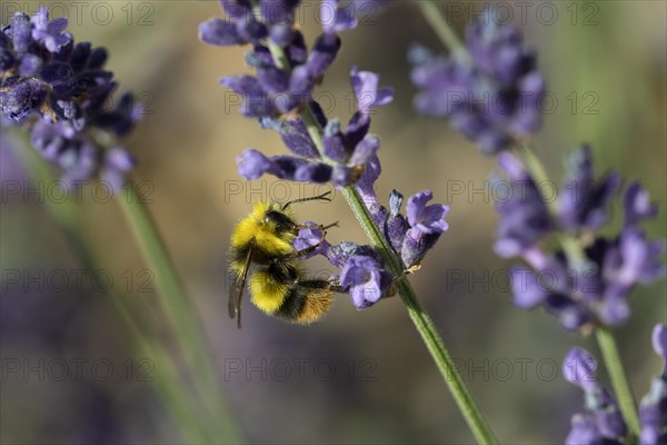 Early bumblebee