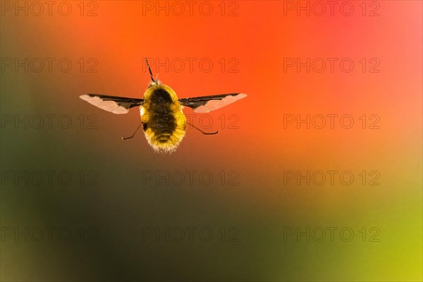 Spotted woolly hawk moth