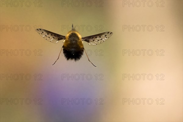 Spotted woolly hawk moth