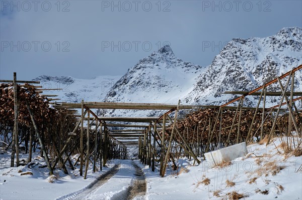 Drying flakes with stockfish cod fish heads in winter A fishing village