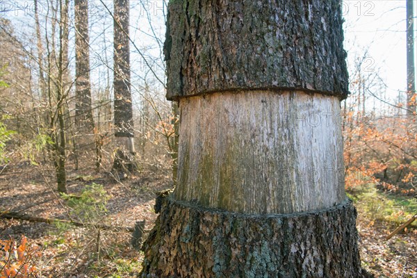 Ringing in the Eifel National Park