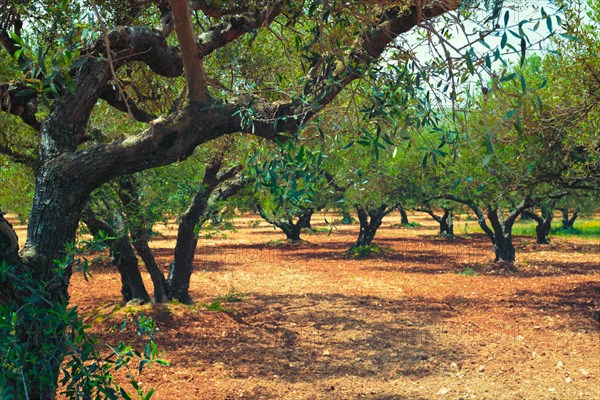 Olive trees