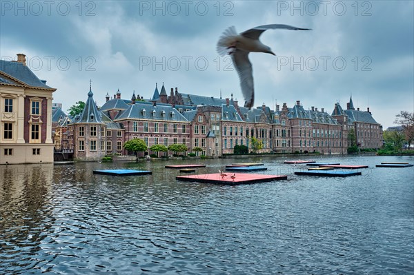 View of the Binnenhof House of Parliament and the Hofvijver lake and flying seagull. The Hague