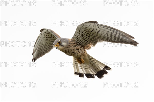 Common kestrel