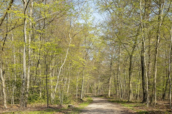 Forest in spring