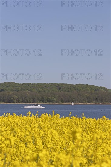 Rape field