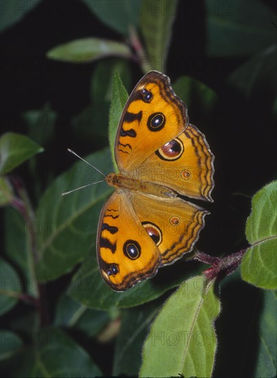 Indisches Tagpfauenauge Precis almana Regenzeitform
