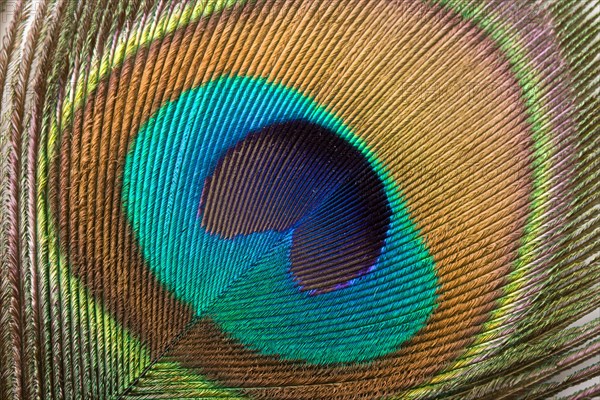 Peacock plume close up