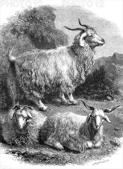 The Angora goat