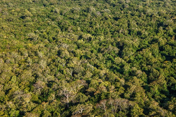 Aerial view of tropical forest trees. Sri Lanka