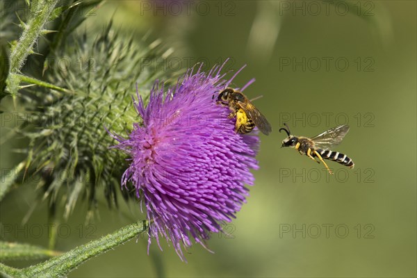 Sweat bee