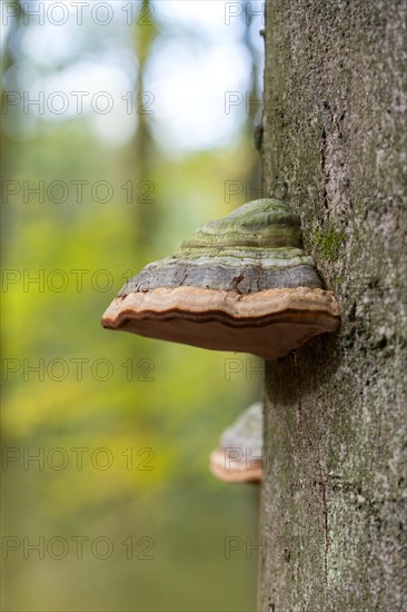 Tinder fungus