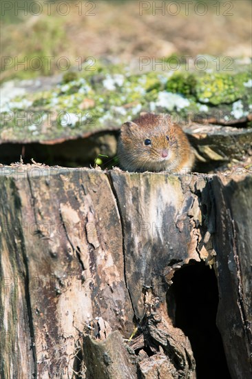 Bank vole