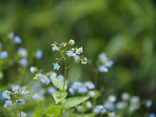 Wood forget-me-not