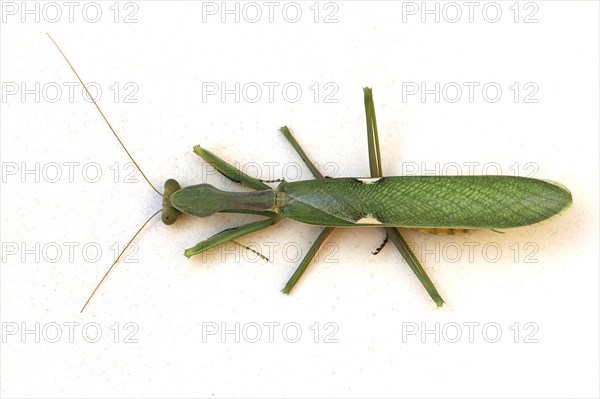 Macronian bush mantis