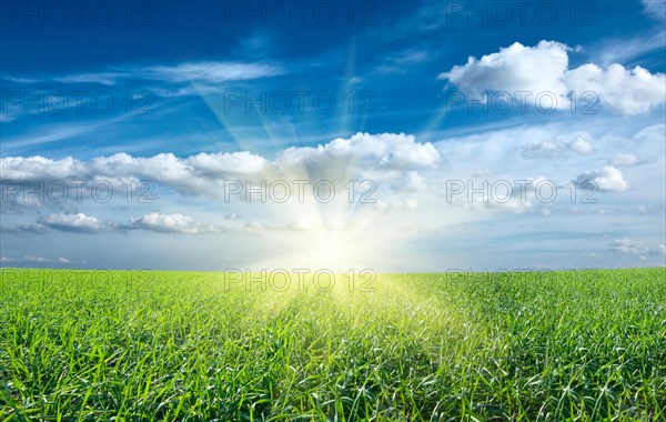 Sunset sun and field of green fresh grass under blue sky