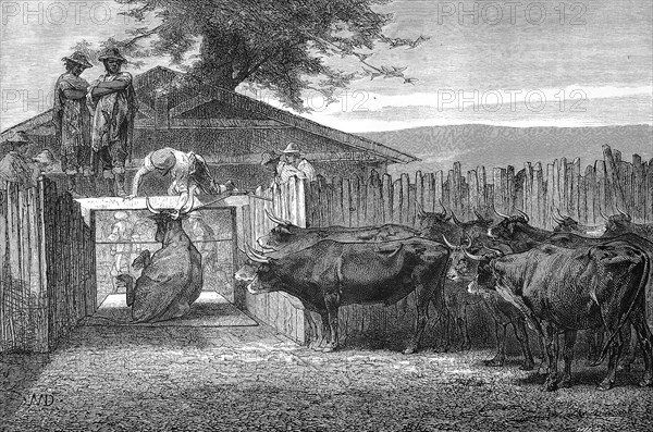Slaughter of cattle in 1880