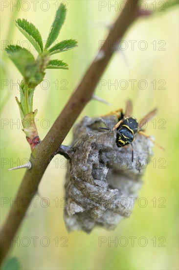 Heath field wasp