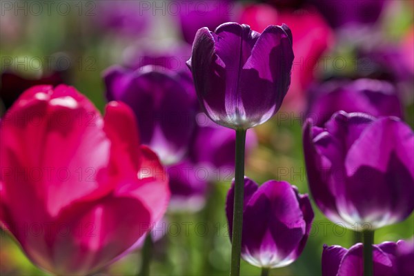 Flowering tulips