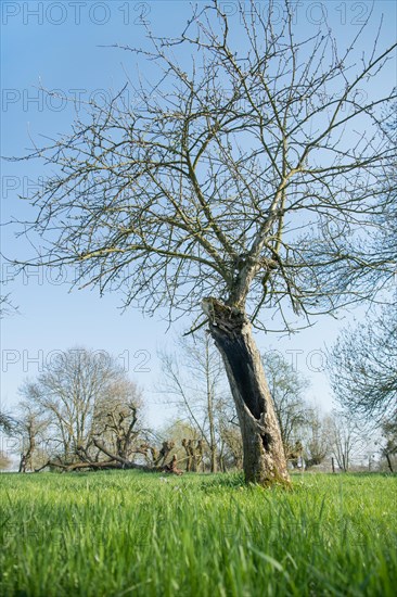 Orchard meadow as nature conservation area