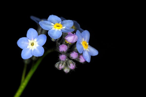 Forget-me-not