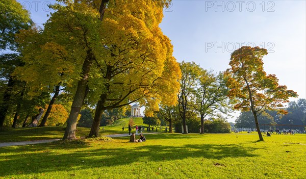 Autumn trees with yellow foliage