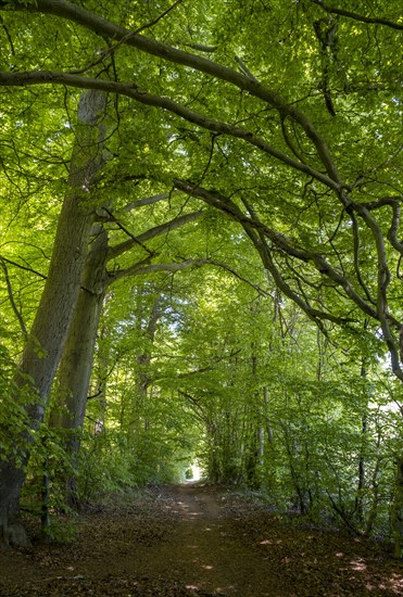 Beech forest