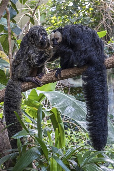 White-faced saki