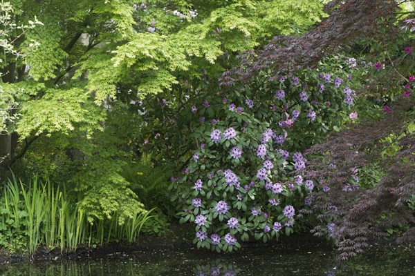 Rhododendrons