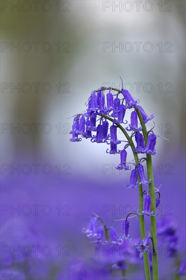 Common bluebell