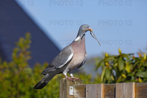 Common wood pigeon