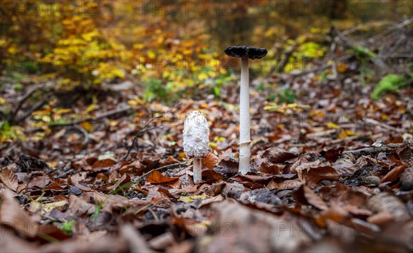 Shaggy ink cap