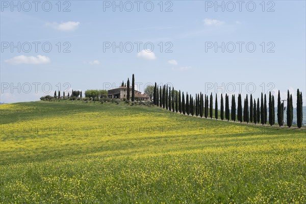 Poggio Covili estate