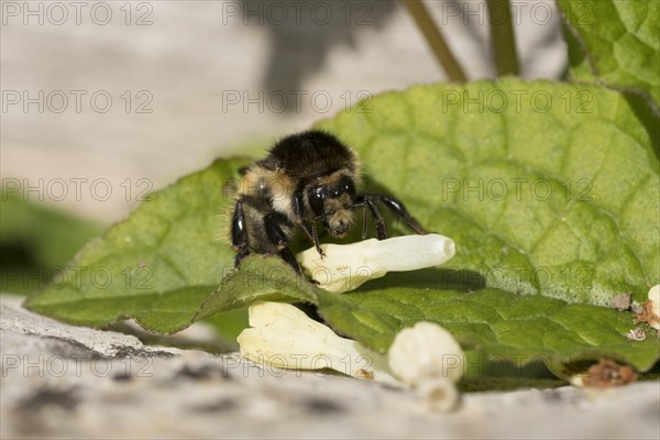 Brown-banded carder bee