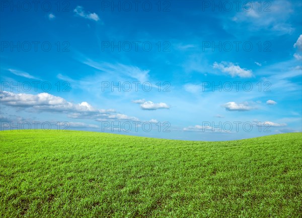 Field of green fresh grass under blue sky