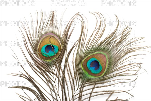 Two peacock plumes close up