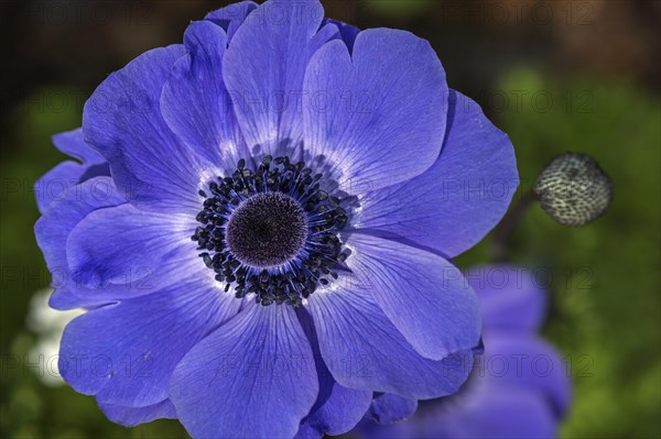 Flower of a blue anemone