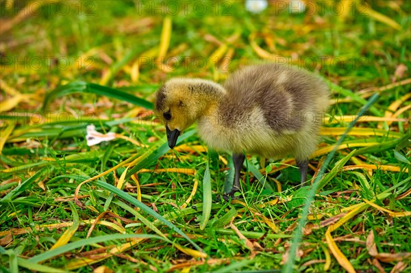 Canada goose goslings on grass