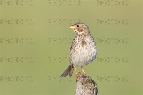 Corn bunting