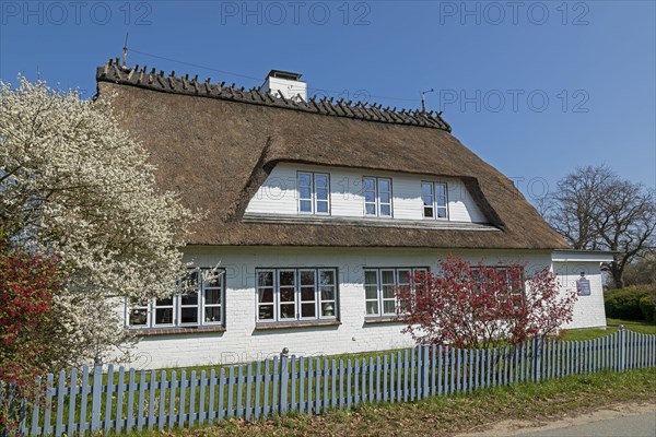 Thatched roof house