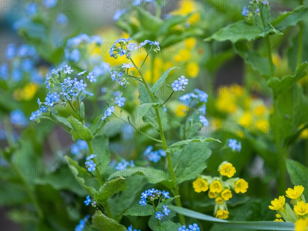 Wood forget-me-not