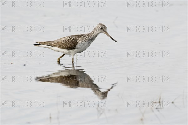 Common greenshank