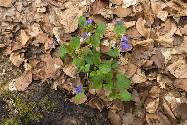 Flowering early-dog violet