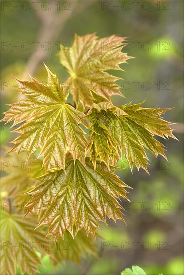 Young leaves of norway maple
